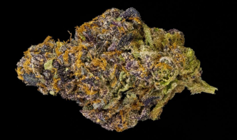 Tom Ford Pink Kush: A Luxurious Cannabis Strain Loved Across Canada